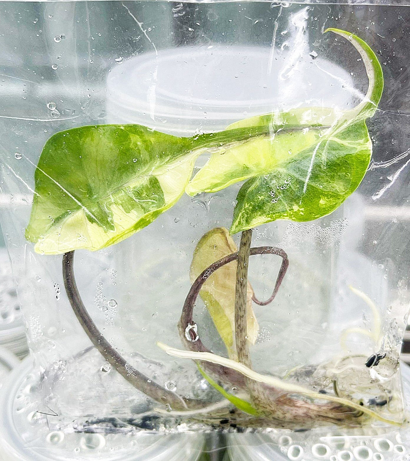 Alocasia Stingray Albo Variegated