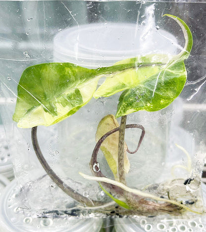 Alocasia Stingray Albo Variegated