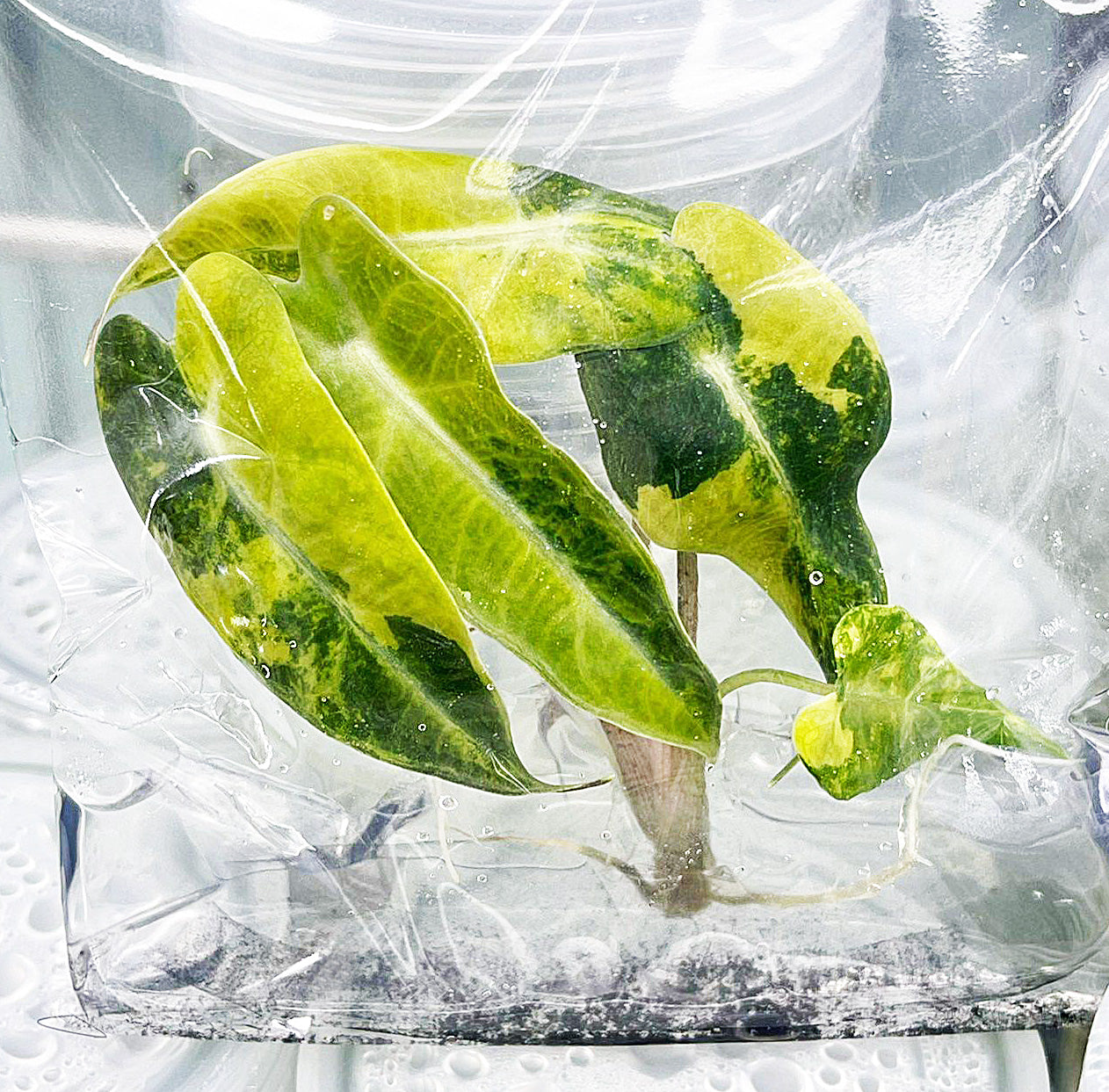 Alocasia Bambino Aurea Variegated