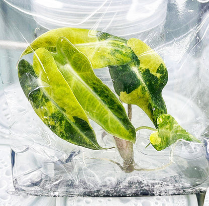 Alocasia Bambino Aurea Variegated