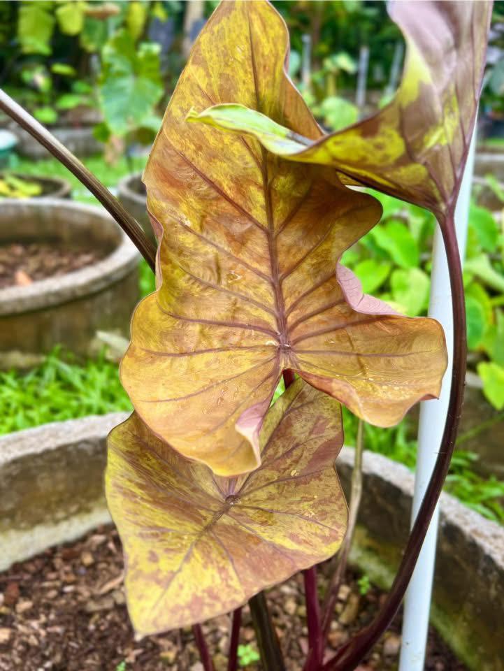 Colocasia Golden Cup