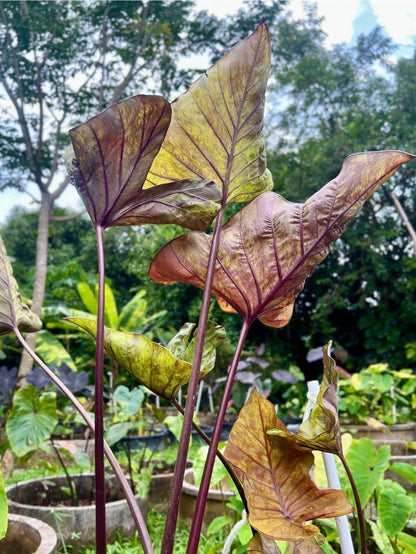 Colocasia Golden Cup