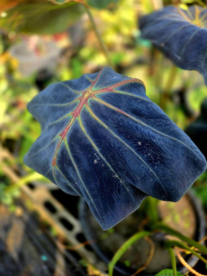 Colocasia Stick Locust