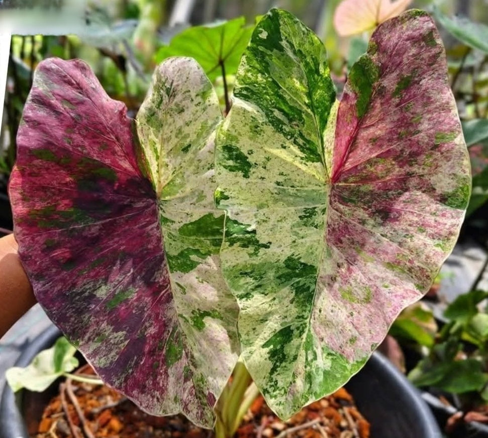 Colocasia Pink Chermal