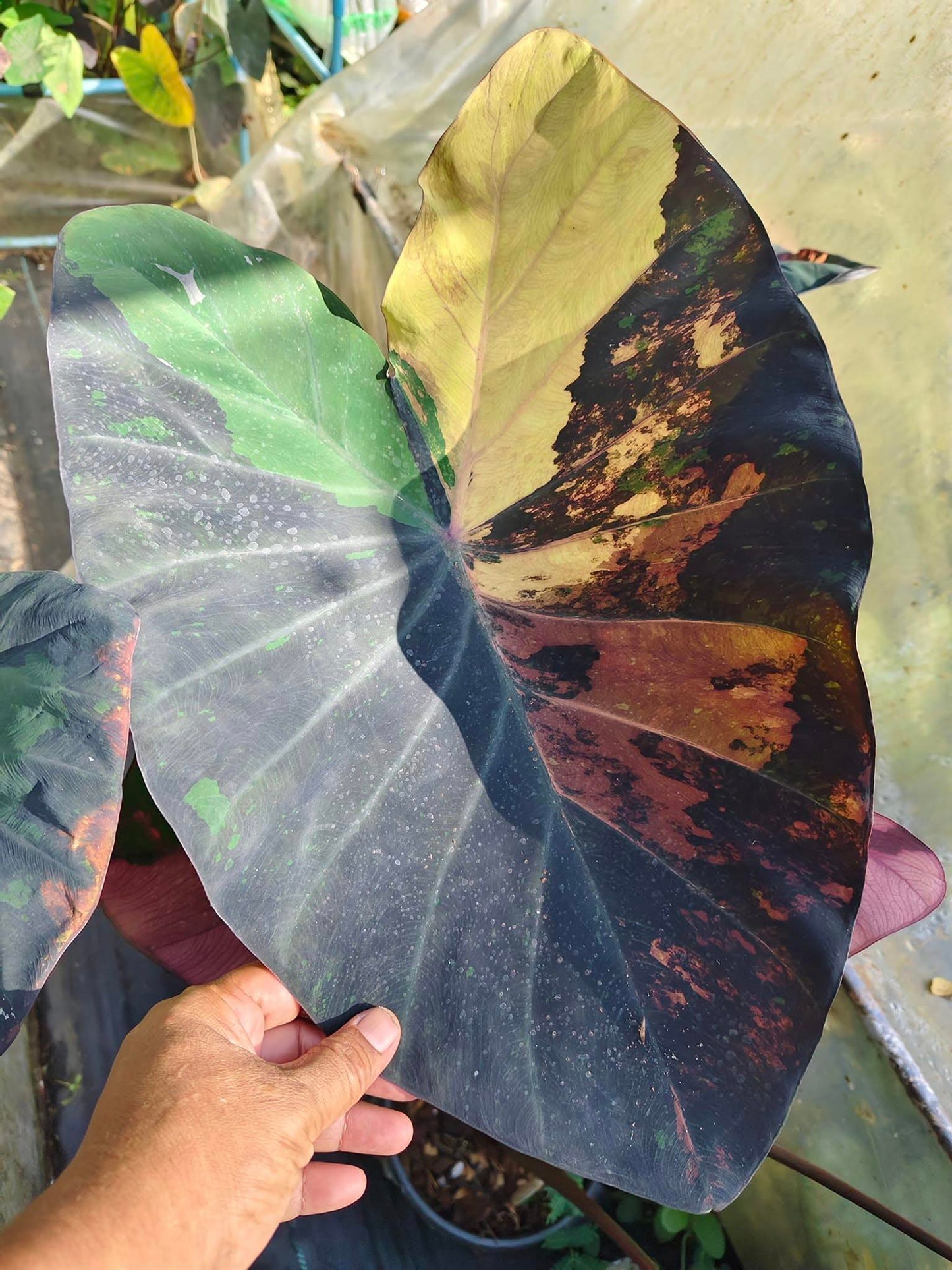 Colocasia Star Wars Episode One