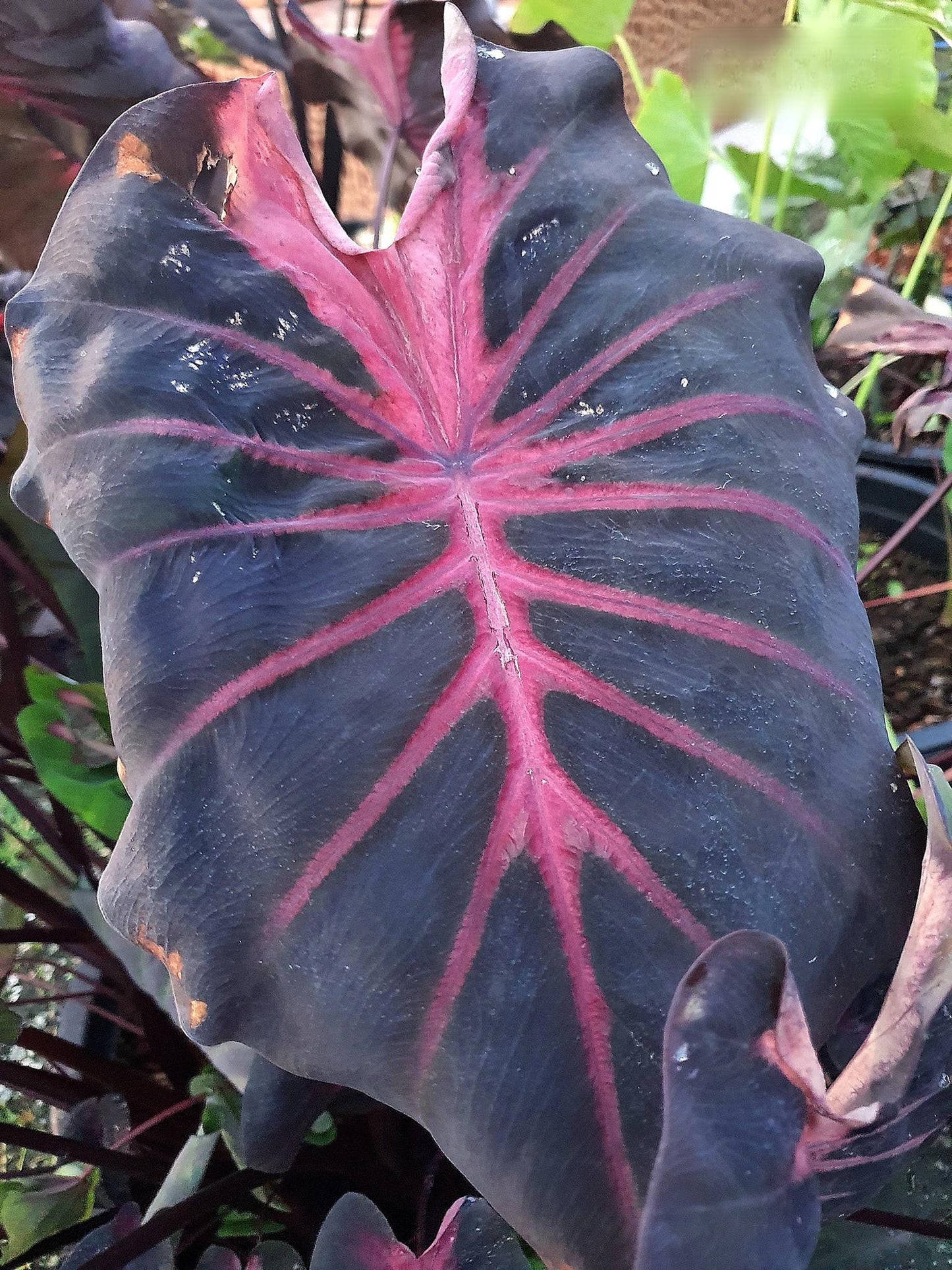 Colocasia Red Devil