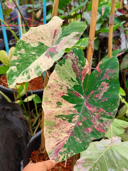 Colocasia Pink Chermal