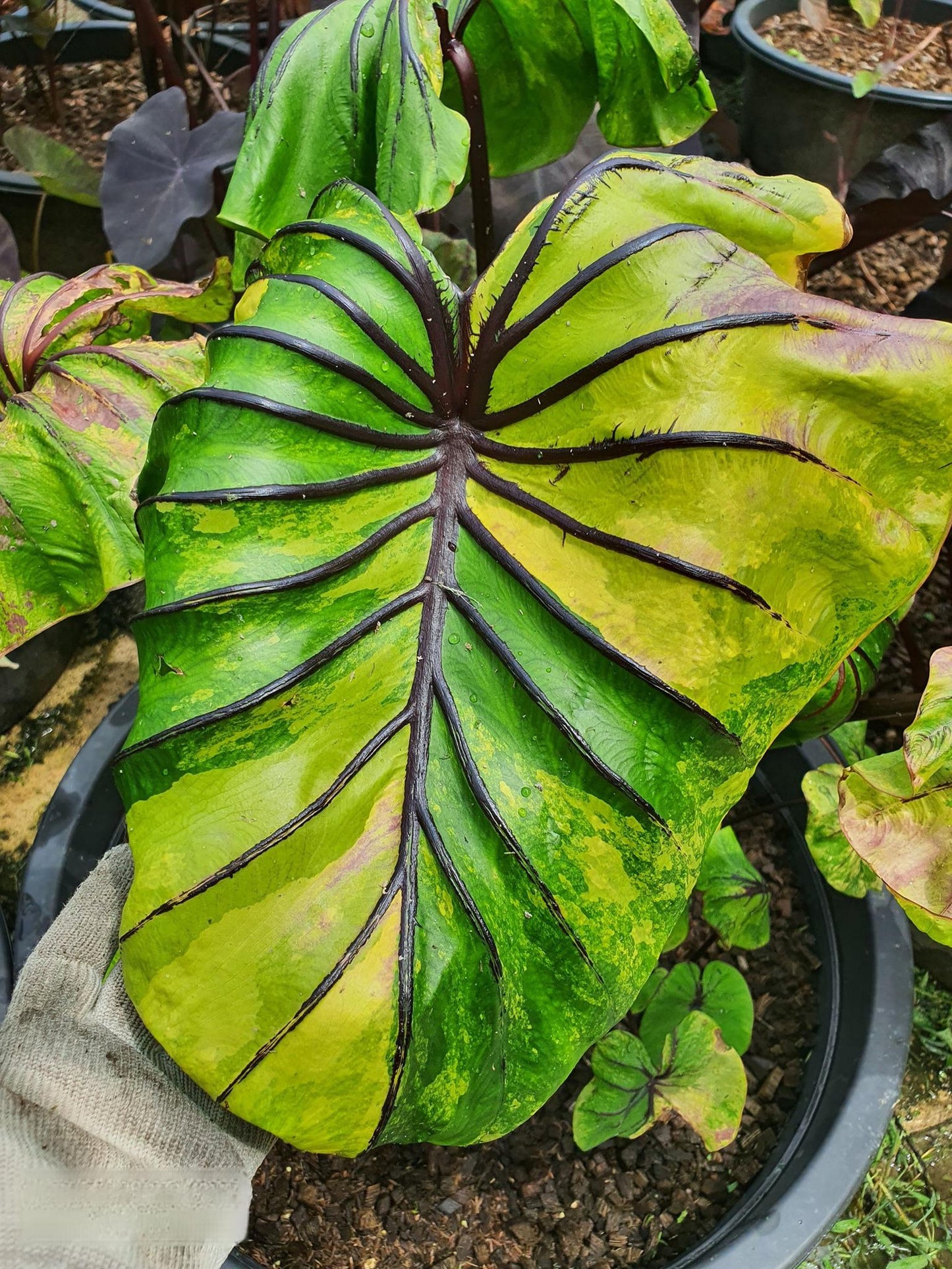 Colocasia Pharaoh's Mask Yellow Variegated