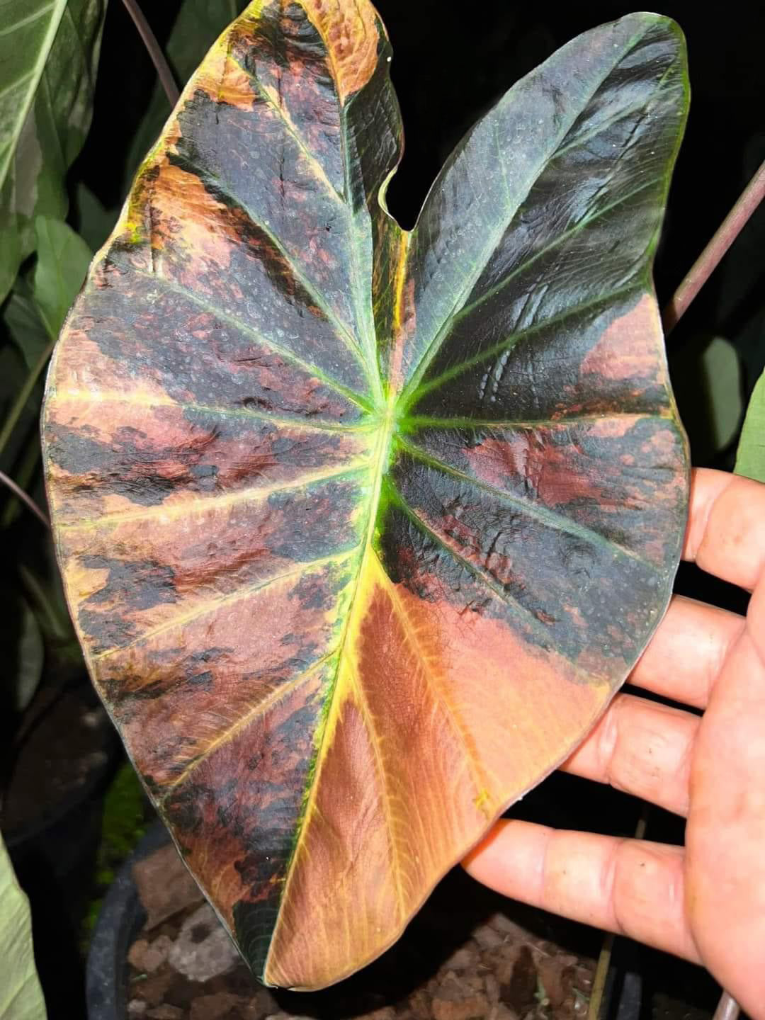 Colocasia Asadung